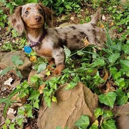 Dachshund Puppies from ForeversEdge Doxies