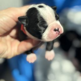 Boy Red - Black and white male Boston Terrier puppy in Mc Donough, Georgia from Ballard Boston Terriers