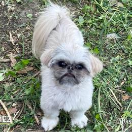 Gomez - Blue male Shih Tzu puppy in Alice, Texas from Altas Palmas Shih Tzu