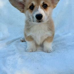 Donut - Red male Pembroke Welsh Corgi puppy in Hand County, South Dakota from Hills End Corgis