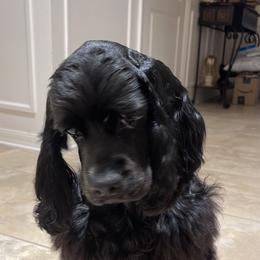 Cocker Spaniel Puppies from Anastasia Knight's Cocker Spaniels