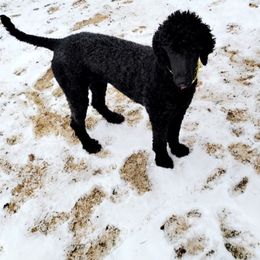 Poodles from Seddon's Small-N-Tall