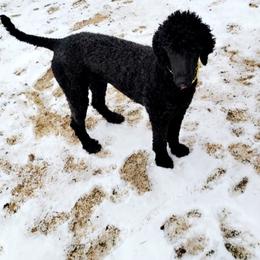 Poodles from Seddon's Small-N-Tall
