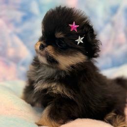 Lucy - Black and tan female Pomeranian puppy in Newport Beach, California from Exotic City Pomeranians and chihuahuas