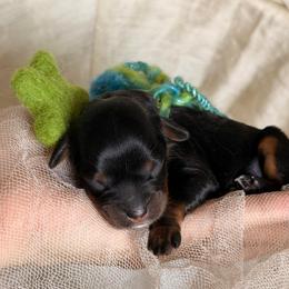 Petra Moon - Black and tan female Cavapoo puppy in Tucson, Arizona from Cavapoo Puppy Parade