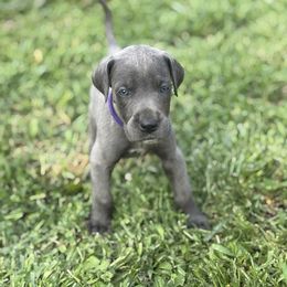 Blue Girl - Blue female Great Dane puppy in Missouri from Daniels Danes