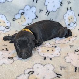 Boy 4 - male German Shepherd puppy in Waterloo, New York from Von Nikolaos German Shepherds