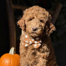 Zion - Red  male Goldendoodle puppy in Yuciapa, California from AlltheDoodlez_