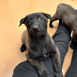 Boy 5 - Belgian Malinois puppy in Arizona from The Malagator House