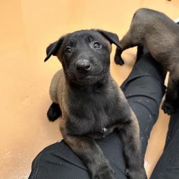 Boy 5 - Belgian Malinois puppy in Arizona from The Malagator House