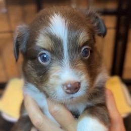 Zinfandel - Red tri male Miniature Australian Shepherd puppy in Massapequa, New York from All That Auss Mini Aussies