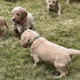 Goldendoodle Puppies from Ellie's Goldendoodles