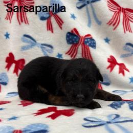 Sarsaparilla - Black and red female German Shepherd puppy in Coplay, Pennsylvania from By My Side Germans Shepherds & Dobermans