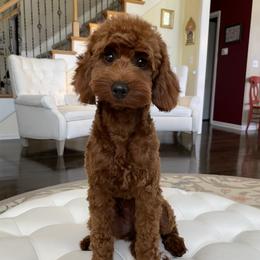 Ruby - Goldendoodle