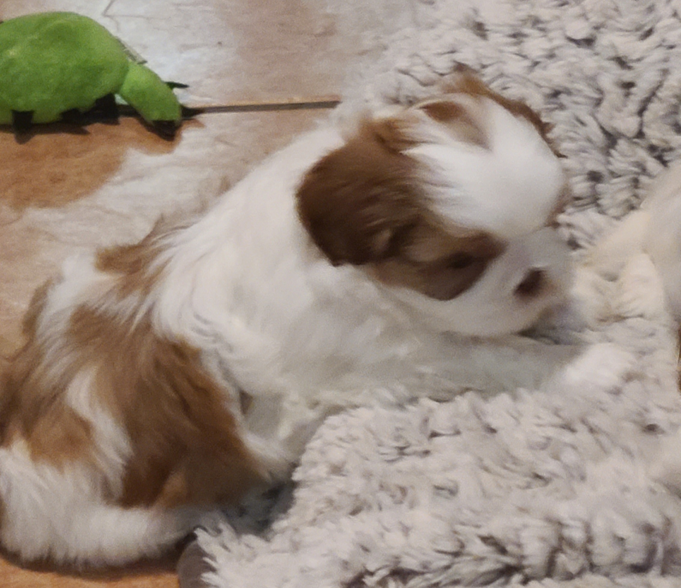 Shih Tzu Puppies from SuLynnes Shih Tzus