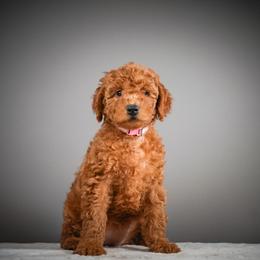 Frosty - Pink Collar - Apricot female Schnoodle puppy in Caldwell, Idaho from Boise Doodle Co.