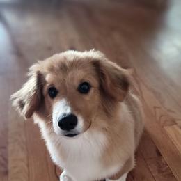 Pembroke Welsh Corgi Puppies from Top-Notch Paws