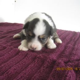 Little black girl - Black tri-color female Australian Shepherd puppy in Cynthiana, Kentucky from Mike's Mini Australian Pups