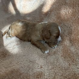 Jack - Red male Cavapoo puppy in Albuquerque, New Mexico from Enchantment Cavapoo & Pugapoo Puppies