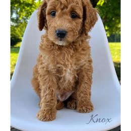 Knox - Red  male Goldendoodle puppy in State Road, North Carolina from Must Love Doodles