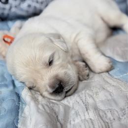 Orange girl - Light golden female Golden Retriever puppy in Tylertown, Mississippi from Southern Paws, LLC