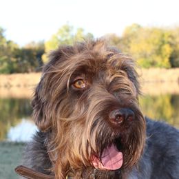 Wirehaired Pointing Griffons from Beards & Bourbon Wirehaired Pointing Griffons