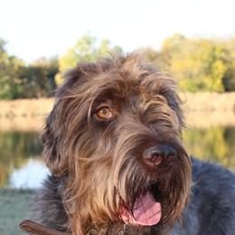Wirehaired Pointing Griffons from Beards & Bourbon Wirehaired Pointing Griffons