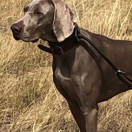Weimaraners from Brooksburg Weimaraners