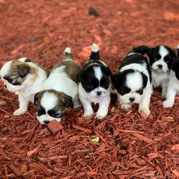 Shih Tzu and West Highland White Terrier Puppies from Westies of Morrison