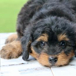 Raven - Phantom female Bernedoodle puppy in Muskogee, Oklahoma from Lawler’s Legacy Litters