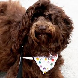 Gia - Australian Labradoodle