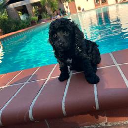 Mr. Richard - Black male Poodle puppy in Gainesville, Florida from Pet Inn Xxweetdoodles