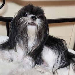 Sonata - Coton de Tulear
