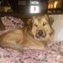 Conrad - Anatolian Pyrenees