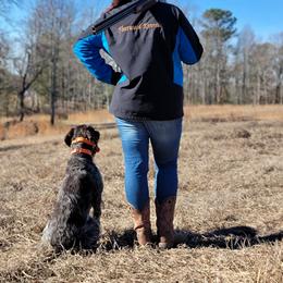 German Wirehaired Pointer Puppies from Fleetwood German Wirehaired Pointers