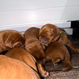 Boy 5 - Yellow male Labrador Retriever puppy in Burton, Michigan from Sunbrooke Acres