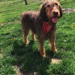 Otterhound All Grown Up from WrightWay Otterhounds