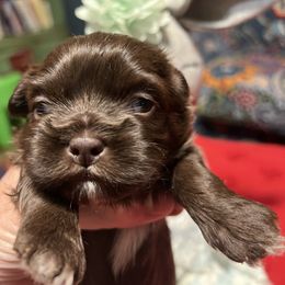 Anakin - Chocolate male Shih Tzu puppy in Wilkesboro, North Carolina from Frannie and Annie Shih Tzu Babies