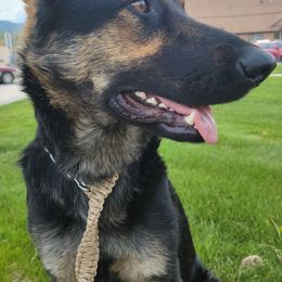 German Shepherds from Furshizzle Farm LLC