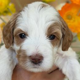 Miley Cyrus - Parti female Goldendoodle puppy in Yuciapa, California from AlltheDoodlez_