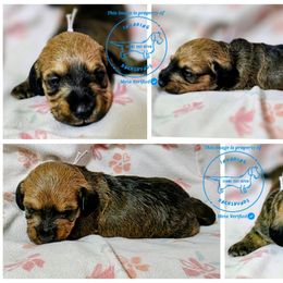 Wednesday (Pink) - Red female Dachshund puppy in Moses Lake, Washington from Invading Dachshunds : AKC Miniature Wirehairs