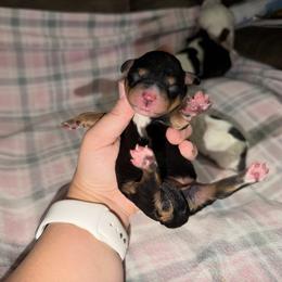 Meadow - Phantom female Bernedoodle puppy in Warrensburg, Missouri from Dreamer Ridge Puppies
