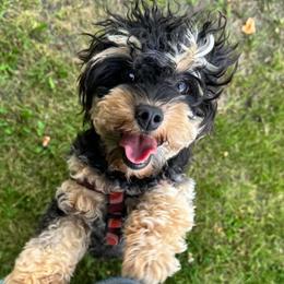 Bella - Cavapoo