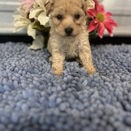 Labrador Retriever, Poodle, Shih Tzu, and Yorkshire Terrier Puppies from Silver Bells Paw Prints