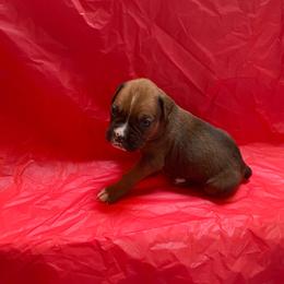 Violet Delancey - Fawn female Boxer puppy in Willard, North Carolina from Boone’s Boxers of North Carolina