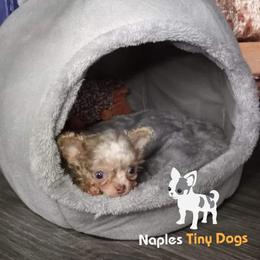 Chihuahua Puppies from Naples Tiny Dogs