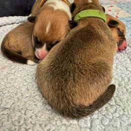 Pembroke Welsh Corgi Puppies from Annwyl McCorgis