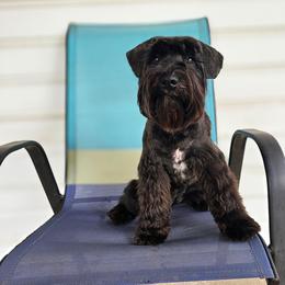 Kimber - Miniature Schnauzer