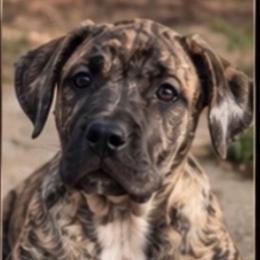 Silver - Silver male Perro de Presa Canario puppy in Madison, Ohio from Joshua's Perro de Presa Canario