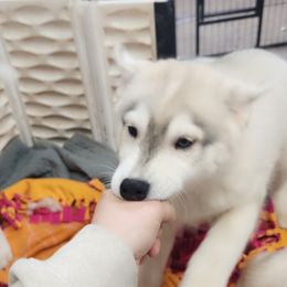 Siberian Husky Puppies from Spirit of the Moon Siberians